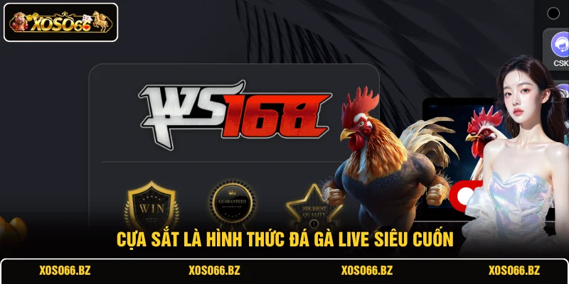 Đá Gà XOSO66 4 Cựa sắt là hình thức đá gà live siêu cuốn